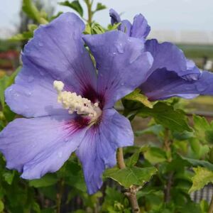 Hibiscus syriacus 'Oiseau Bleu' (Blue Bird) 80-100 cm